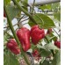 PI 281317 Pepper Seeds 