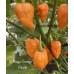 Naga Orange Peach Pepper Seeds 