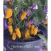 7-Pot Primo x Butch T Yellow Pepper Seeds 