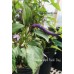Numex April Fools’ Day Pepper Seeds  