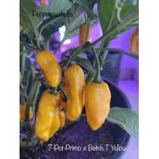 7-Pot Primo x Butch T Yellow Pepper Seeds 