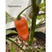 Habanda Orange Pepper Seeds Habanda Orange Pepper Seeds