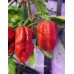 7-Pot Wes Pepper Seeds 7-Pot Wes Pepper Seeds
