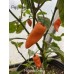 Habanda Orange Pepper Seeds Habanda Orange Pepper Seeds