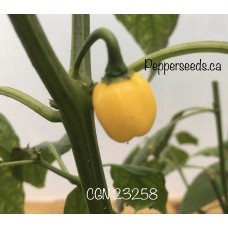 CGN 23258 Pepper Seeds 