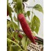 Cap 664 Pepper Seeds 