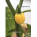 CGN 23258 Pepper Seeds CGN 23258 Pepper Seeds