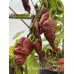 7-Pot Big Black Mama Pepper Seeds