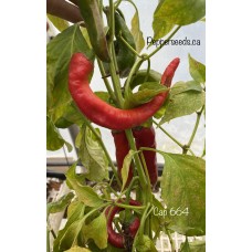 Cap 664 Pepper Seeds 