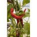 Cap 664 Pepper Seeds 