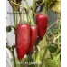 Black Hungarian Hot Pepper Seeds Black Hungarian Hot Pepper Seeds