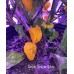 Devils Tongue Yellow Pepper Seeds 