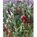 Pico de Pajaro Pepper Seeds 