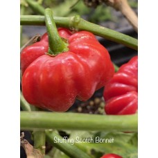 Stuffing Scotch Bonnet Pepper Seeds