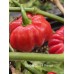 Stuffing Scotch Bonnet Pepper Seeds Stuffing Scotch Bonnet Pepper Seeds