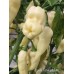 Devils Tongue White Pepper Seeds