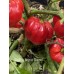 Stuffing Scotch Bonnet Pepper Seeds Stuffing Scotch Bonnet Pepper Seeds