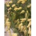 Devils Tongue White Pepper Seeds