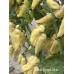 Devils Tongue White Pepper Seeds