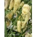 Devils Tongue White Pepper Seeds