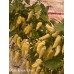 Devils Tongue White Pepper Seeds