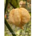 Trinidad Scorpion Moruga Peach Pepper Seeds Trinidad Scorpion Moruga Peach Pepper Seeds