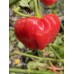 Stuffing Scotch Bonnet Pepper Seeds Stuffing Scotch Bonnet Pepper Seeds