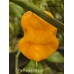 7-Pot Douglah Billyboy Pepper Seeds 7-Pot Douglah Billyboy Pepper Seeds