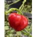 Stuffing Scotch Bonnet Pepper Seeds Stuffing Scotch Bonnet Pepper Seeds