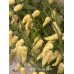 Devils Tongue White Pepper Seeds