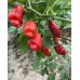 Mako Kokoo Pepper Seeds Mako Kokoo Pepper Seeds