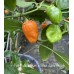 7-Pot Bubble Gum x Bhut Jami Peach Pepper Seeds