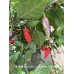 Trinidad Scorpion x Pimenta Morango Pepper Seeds 