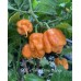 BOC x 7-Pot Primo Orange Dark Pepper Seeds