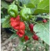 Mako Kokoo Pepper Seeds Mako Kokoo Pepper Seeds