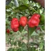 Mako Kokoo Pepper Seeds Mako Kokoo Pepper Seeds