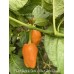 7-Pot Bubble Gum x Bhut Jami Peach Pepper Seeds