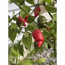 Mako Kokoo Purple Pepper Seeds 