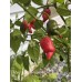 Mako Kokoo Purple Pepper Seeds 