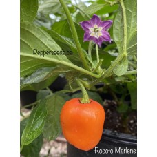 Rocoto Marlene Pepper Seeds 