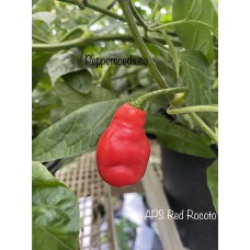 Red Rocoto Pepper Seeds 