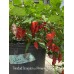 Trinidad Scorpion x Pimenta Morango Pepper Seeds 