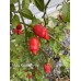 Mako Kokoo Purple Pepper Seeds 