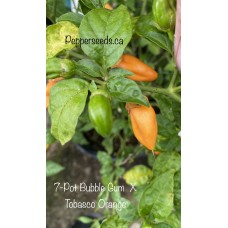 7-Pot Bubble Gum  X Tobasco Orange Pepper Seeds