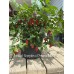 Trinidad Scorpion x Pimenta Morango Pepper Seeds 