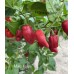 Mako Kokoo Pepper Seeds Mako Kokoo Pepper Seeds