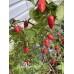 Mako Kokoo Purple Pepper Seeds 