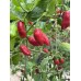 Mako Kokoo Pepper Seeds Mako Kokoo Pepper Seeds
