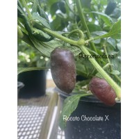 Rocoto Chocolate X Pepper Seeds 