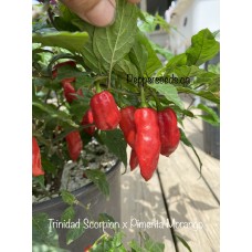 Trinidad Scorpion x Pimenta Morango Pepper Seeds 